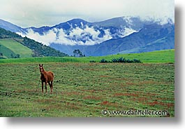ecuador, equator, fields, highlands, horizontal, horses, latin america, photograph