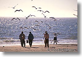 beaches, birds, horizontal, latin america, mexico, people, punta chivato, photograph
