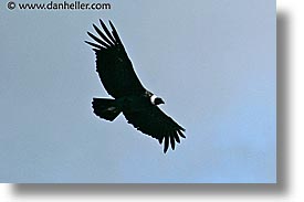 animals, birds, condor, flight, horizontal, latin america, patagonia, photograph