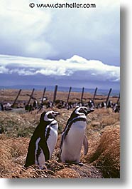 animals, birds, colony, latin america, patagonia, penguins, vertical, photograph