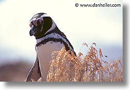 animals, birds, horizontal, latin america, patagonia, penguins, photograph