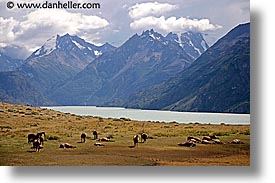 animals, horizontal, horses, latin america, mountains, patagonia, photograph