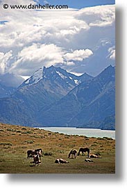 animals, horses, latin america, mountains, patagonia, vertical, photograph