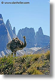 animals, latin america, lesser, lesser rhea, patagonia, rhea, vertical, photograph