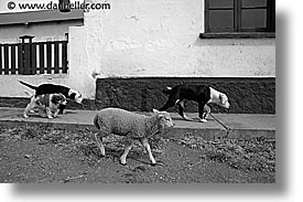 animals, black and white, dogs, horizontal, latin america, patagonia, sheep, photograph