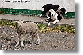 animals, dogs, horizontal, latin america, patagonia, sheep, photograph