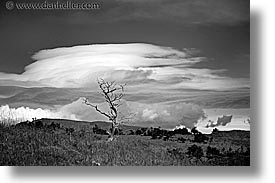 black and white, clouds, horizontal, latin america, patagonia, trees, photograph
