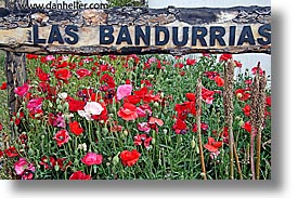 bandurrias, estancia lazo, flowers, horizontal, las, latin america, patagonia, photograph