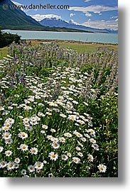 daisies, lago viedma, latin america, patagonia, vertical, photograph