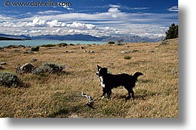 dogs, horizontal, lago viedma, latin america, patagonia, sheppard, photograph