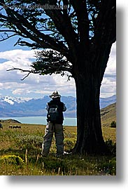 lago viedma, latin america, patagonia, silhouettes, trees, vertical, photograph