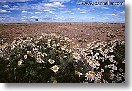 daisies, fields, horizontal, latin america, patagonia, photograph
