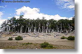 end, forests, horizontal, latin america, patagonia, photograph