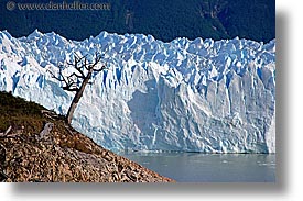 big views, glaciers, horizontal, latin america, moreno glacier, patagonia, trees, photograph