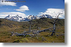 dead, horizontal, latin america, mountains, patagonia, trees, photograph