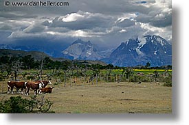 cows, horizontal, latin america, mountains, patagonia, torres del paine, photograph