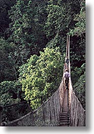 amazon, canopy, jungle, latin america, peru, rivers, vertical, photograph