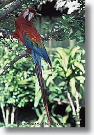 amazon, birds, jungle, latin america, macaws, peru, rivers, vertical, photograph