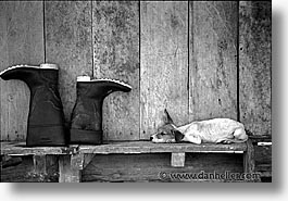 amazon, black and white, boots, dogs, horizontal, jungle, latin america, peru, rivers, photograph