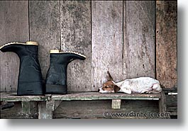 amazon, boots, dogs, horizontal, jungle, latin america, peru, rivers, photograph