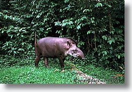 amazon, horizontal, jungle, latin america, peru, rivers, tapir, photograph