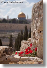 domes, israel, jerusalem, middle east, poppies, red, rocks, vertical, photograph