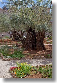 buildings, catholic, churches, gardens, gethsemane, israel, jerusalem, middle east, olives, religious, religious sites, structures, vertical, photograph