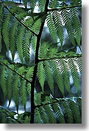abel tasman, branches, leafy, new zealand, vertical, photograph