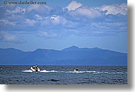 abel tasman, boats, horizontal, new zealand, ocean, skiers, water, photograph