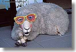 auckland, glasses, horizontal, new zealand, sheep, photograph