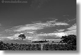 auckland, black and white, horizontal, new zealand, sky, trees, photograph