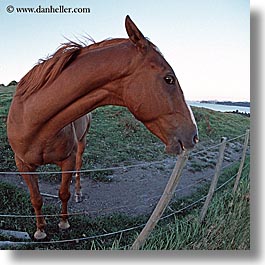 bayof islands, fisheye, horses, new zealand, square format, photograph