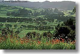 bayof islands, hillside, horizontal, new zealand, wildflowers, photograph