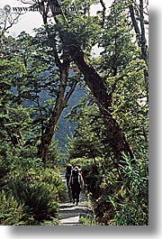 forests, hikers, new zealand, vertical, photograph