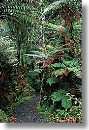 forests, lush, new zealand, vertical, photograph