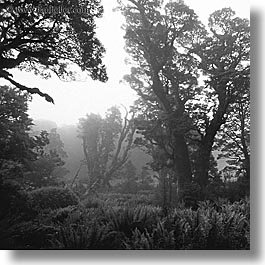 black and white, new zealand, routeburn, square format, woods, photograph
