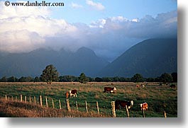 cows, fields, horizontal, new zealand, scenics, photograph