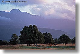 fields, foggy, horizontal, horses, mountains, new zealand, scenics, photograph