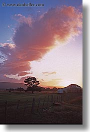 clouds, farmhouse, new zealand, sunsets, trees, vertical, photograph