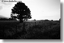 black and white, fields, horizontal, new zealand, sunsets, trees, photograph
