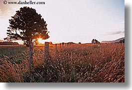 fields, horizontal, new zealand, sunsets, trees, photograph