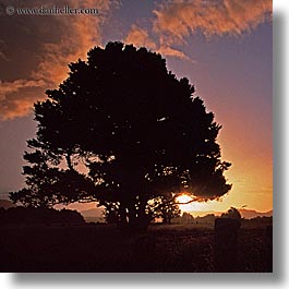 new zealand, silhouettes, square format, squares, sunsets, trees, photograph