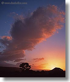 clouds, new zealand, silhouettes, sunsets, trees, vertical, photograph