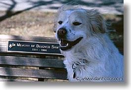 animals, beloved, benches, dogs, horizontal, sam, sammy, photograph