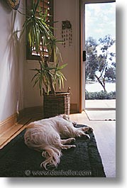 animals, dogs, doors, sam, sammy, sleep, vertical, photograph