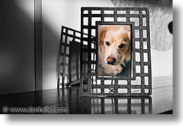 animals, color composite, color/bw composite, dogs, framed, horizontal, sammy, photograph
