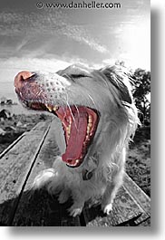 animals, black and white, dogs, sammy, vertical, yawn, photograph