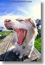 animals, dogs, sammy, vertical, yawn, photograph