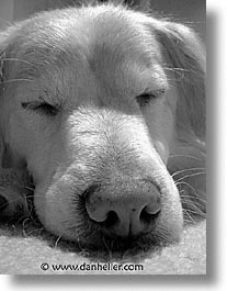 animals, black and white, dogs, heads, horizontal, sammy, sleepy, photograph