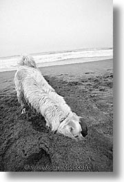animals, beach dogs, black and white, canine, digger, dogs, vertical, photograph